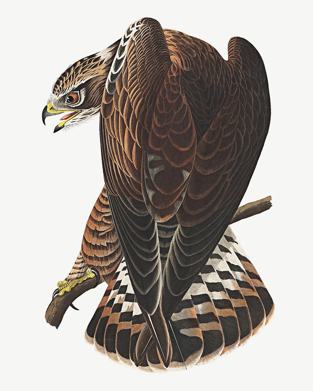 Rough-legged falcon bird, vintage animal collage element psd