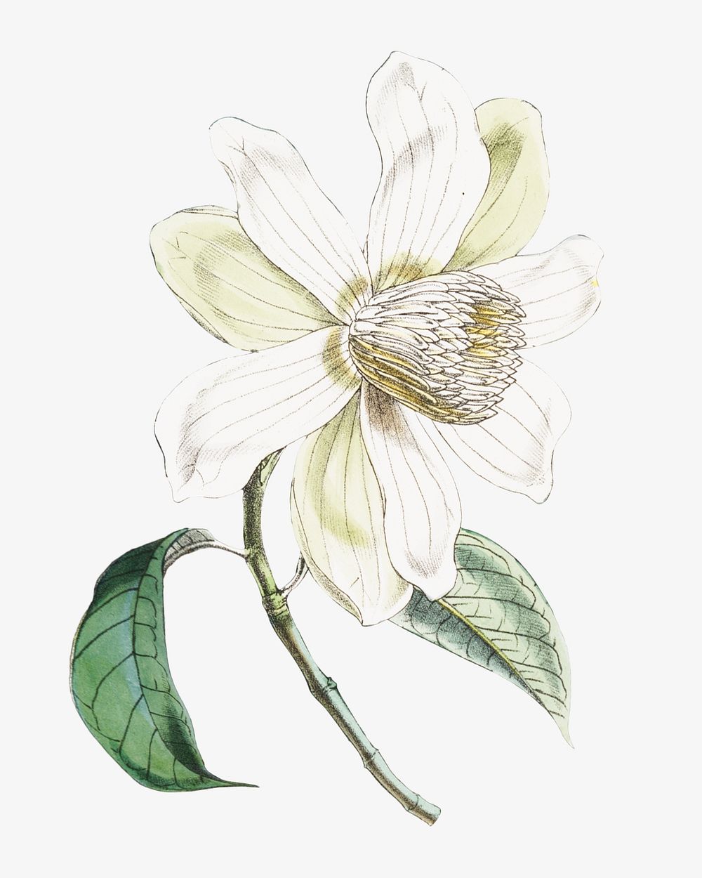 Michelia Cathcartii flower, vintage Himalayan plants illustration.  Remixed by rawpixel.
