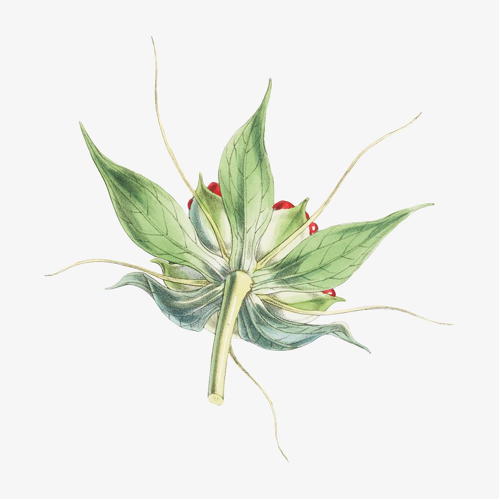 Paris Polyphylla, Smith flower, vintage Himalayan plants illustration.  Remixed by rawpixel.