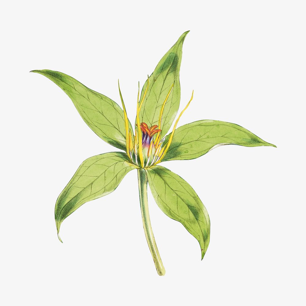 Paris Polyphylla, Smith flower, vintage Himalayan plants illustration.  Remixed by rawpixel.