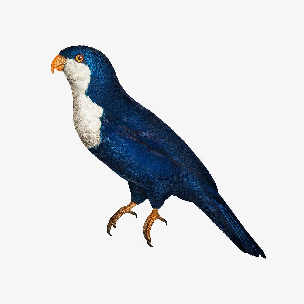 Arimanon parakeet parrot bird, vintage animal illustration