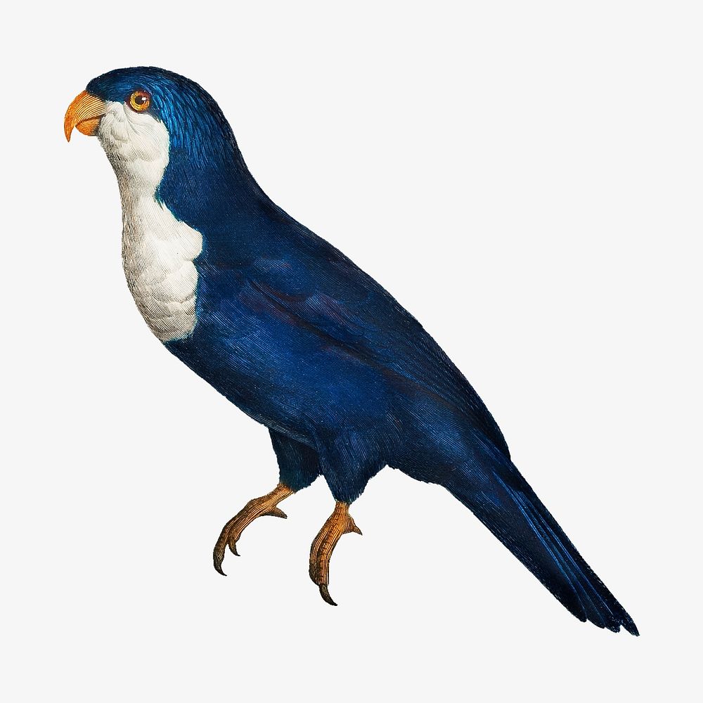 Arimanon parakeet, vintage bird illustration