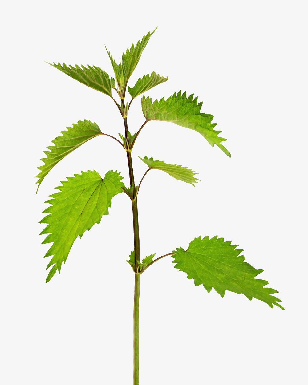 Common nettle plant collage element, isolated image