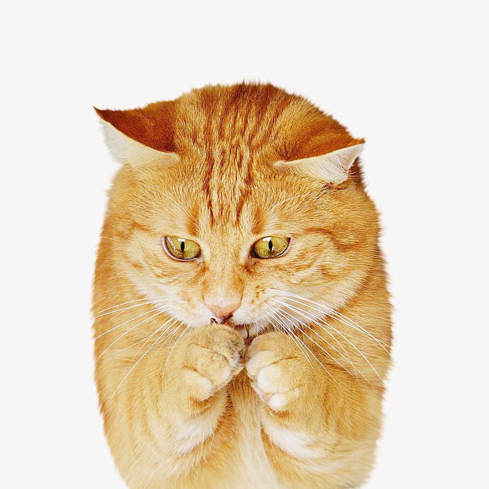 Ginger cat animal isolated image