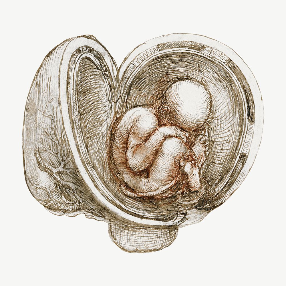 Leonardo da Vinci's Studies of the Foetus in the Womb collage element psd, remixed by rawpixel