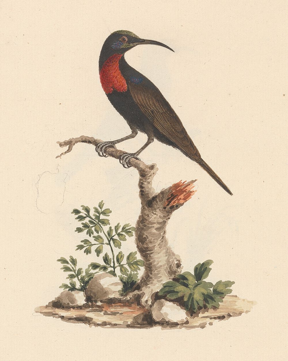Chalcomitra senegalensis (Scarlet Chested Sunbird) by Luigi Balugani