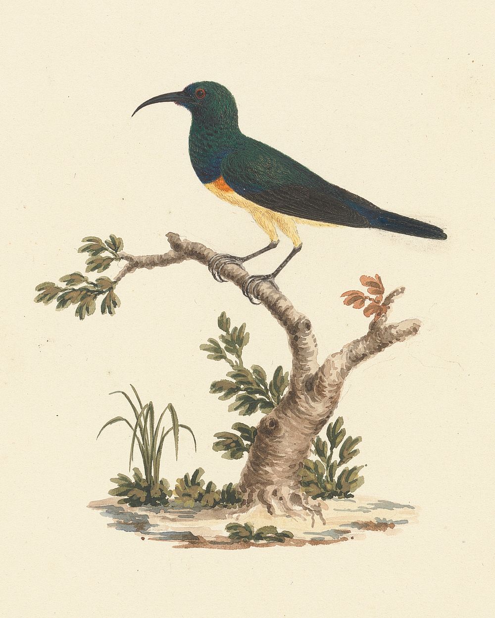 Unidentified Sunbird by Luigi Balugani