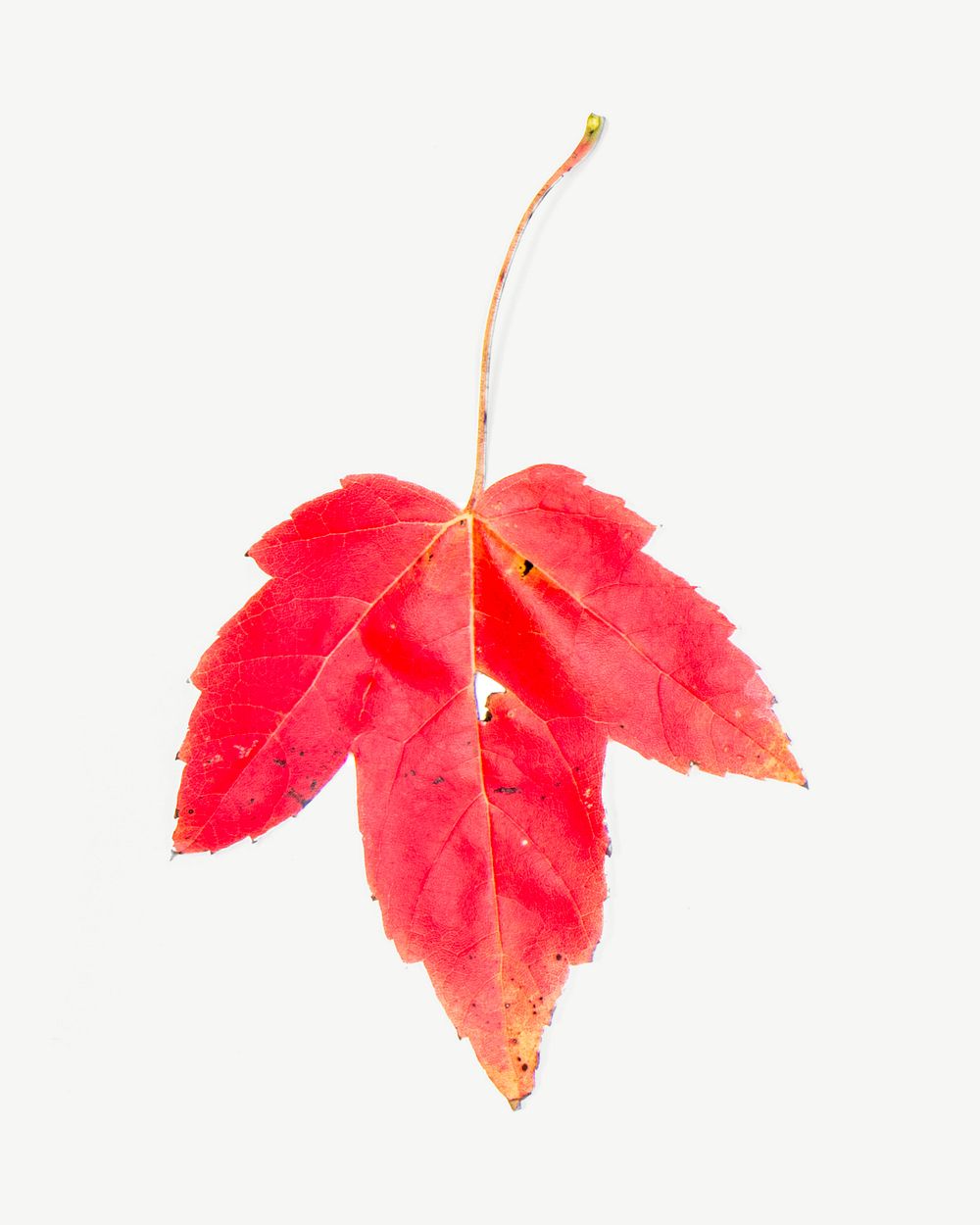 Maple leaf, Autumn collage element psd