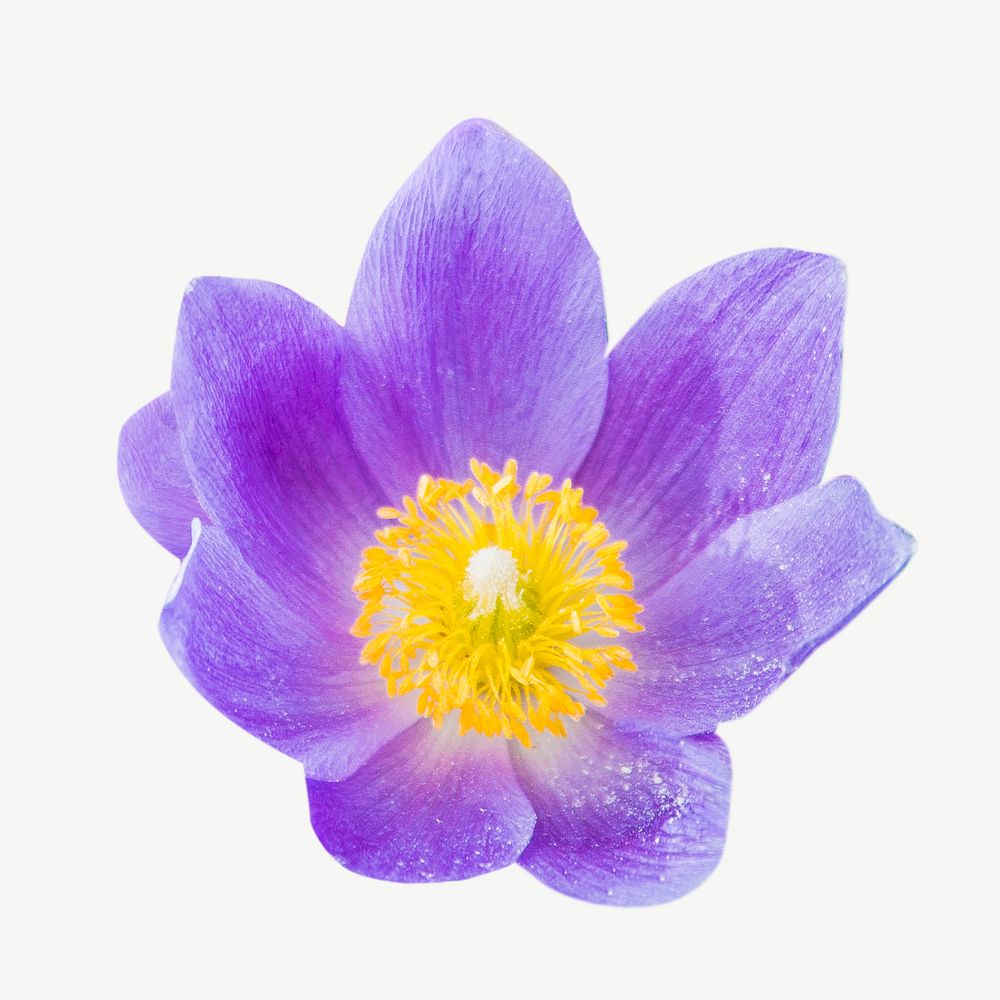 Purple pulsatilla flower collage element psd