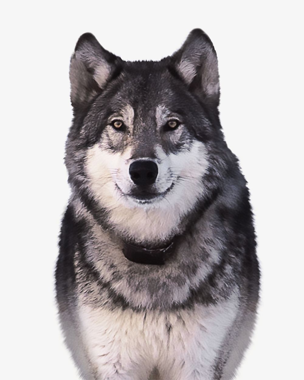 Wolf, isolated wild animal image