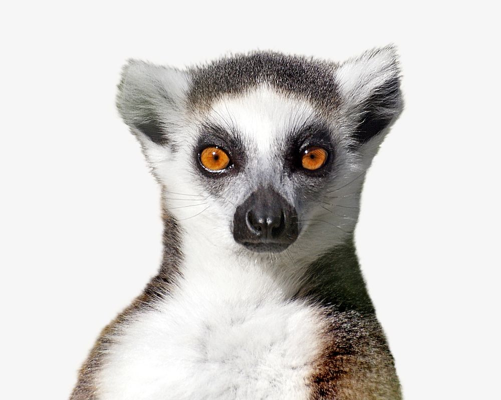 Ring-tailed lemur, isolated wild animal image