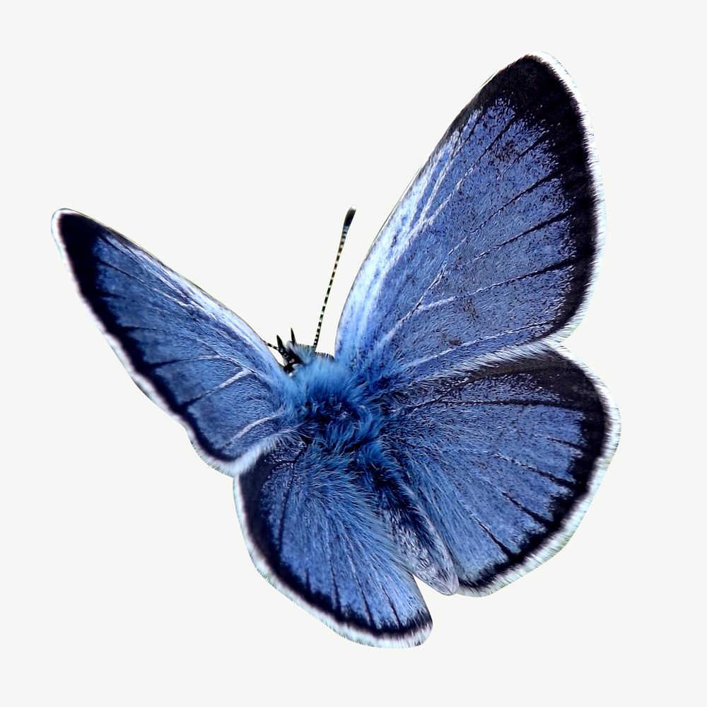 Palos Verdes blue butterfly illustration, insect collage element psd