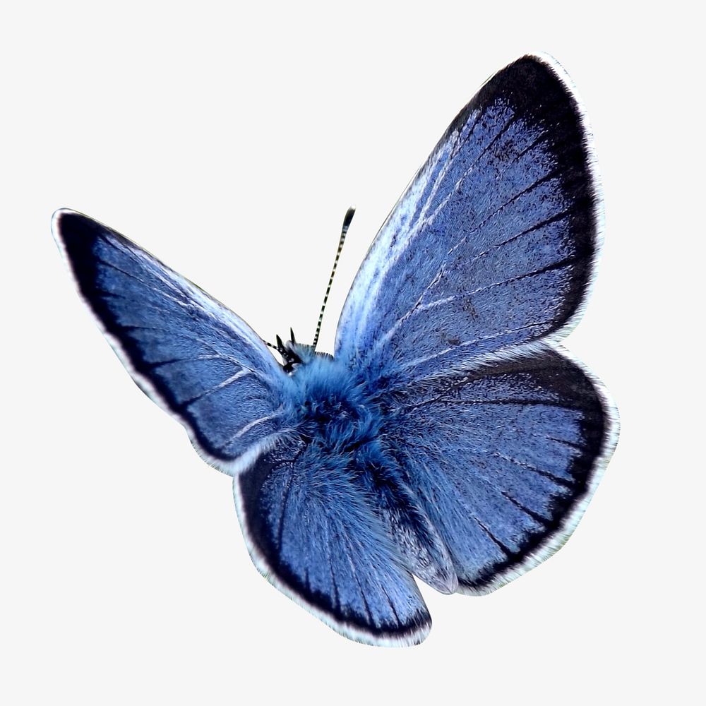 Palos Verdes blue butterfly, insect illustration