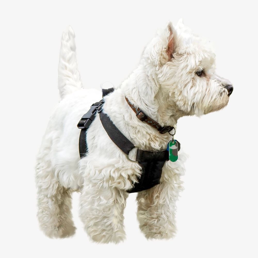 White dog with chest strap collage element, animal isolated image