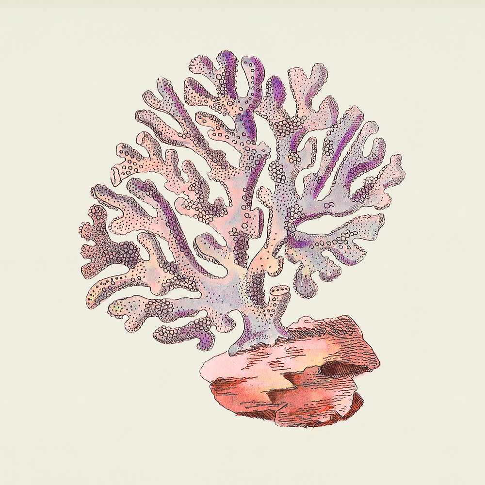 Coral illustration collage element psd