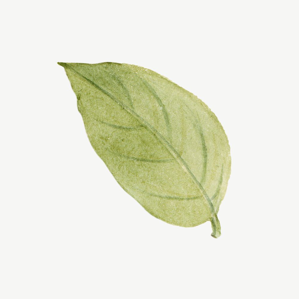 Watercolor leaf, stewartia green illustration psd