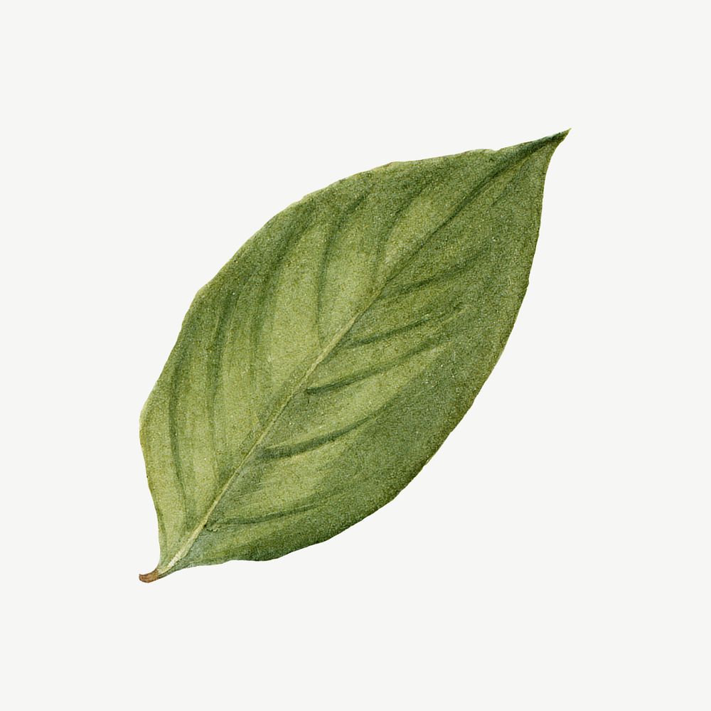 Watercolor stewartia green leaf illustration psd