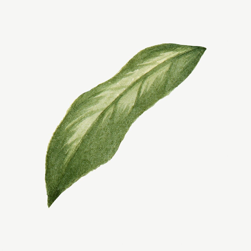 Watercolor green leaf illustration psd