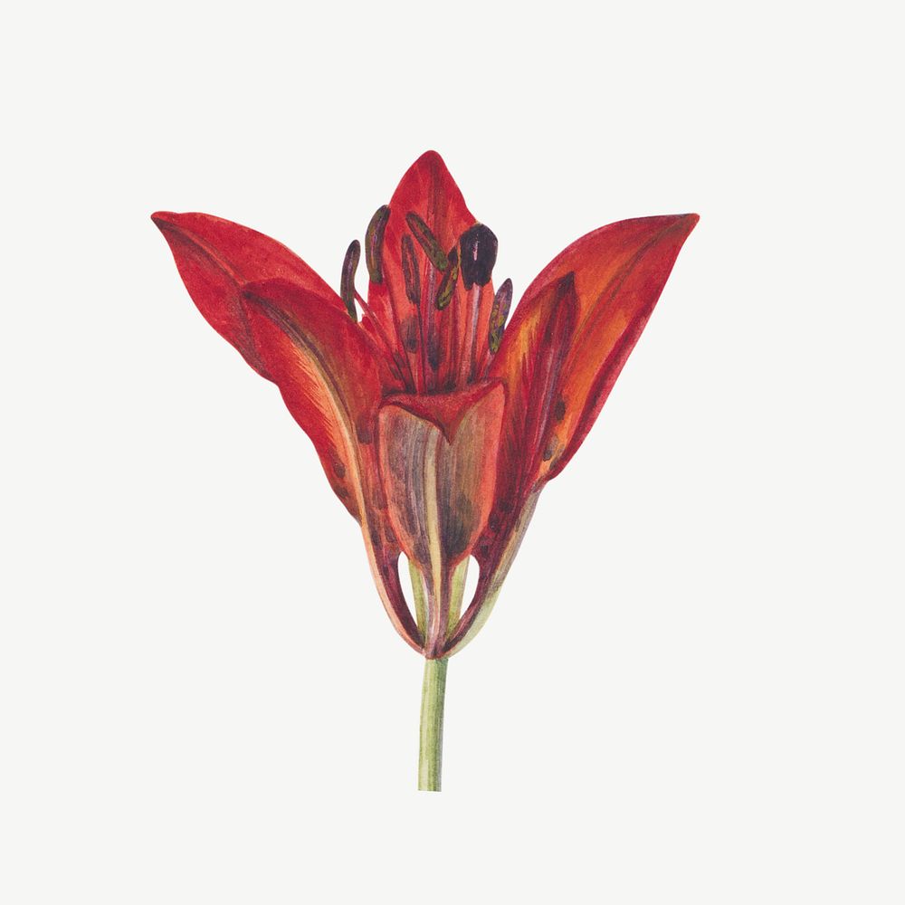 Watercolor wood lily, vintage red flower illustration psd