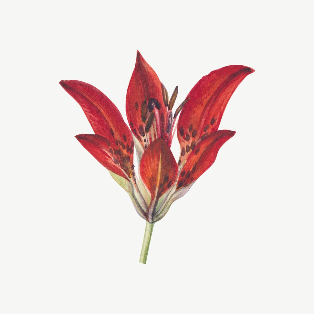 Vintage red lily, watercolor botanical illustration psd