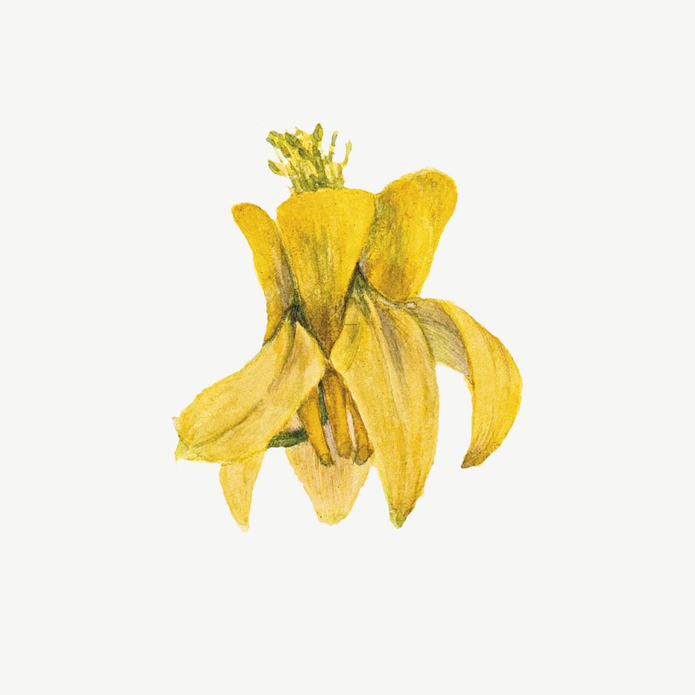 Vintage lemon columbine, yellow flower illustration psd