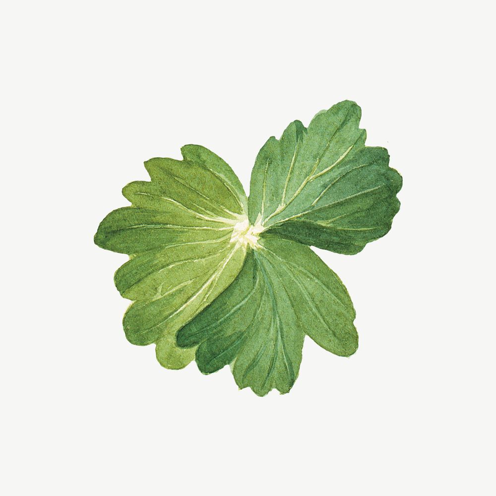 Watercolor lemon columbine leaf illustration psd