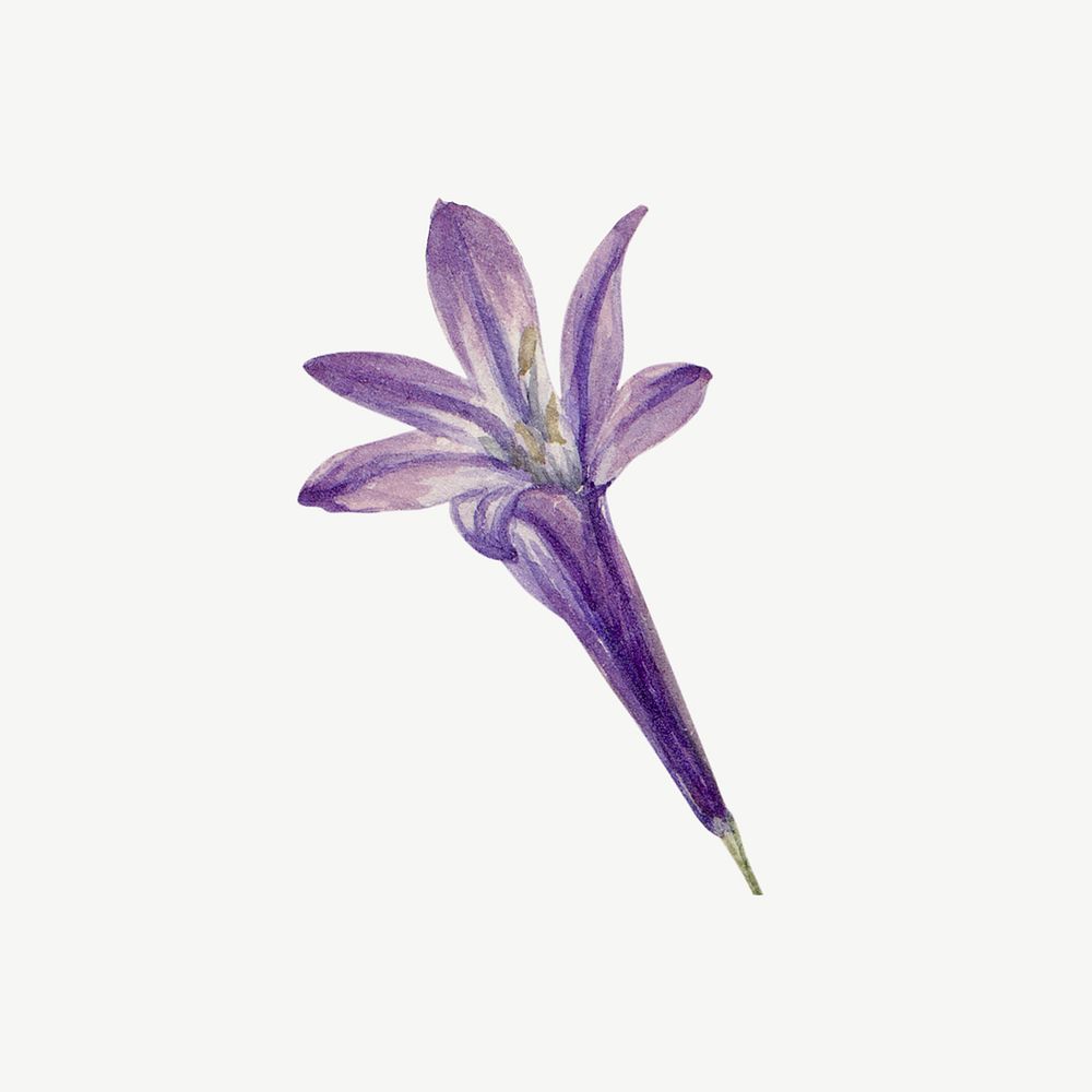 Vintage purple grass nut flower illustration psd