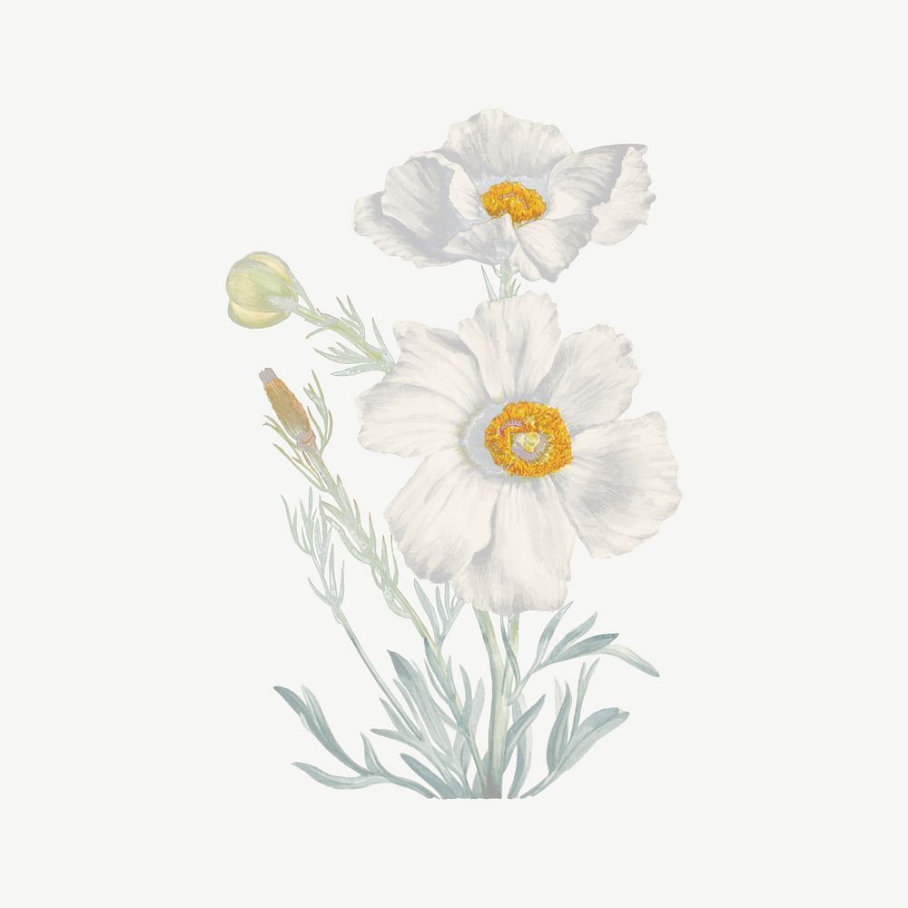 Vintage white matilija poppy flower illustration psd