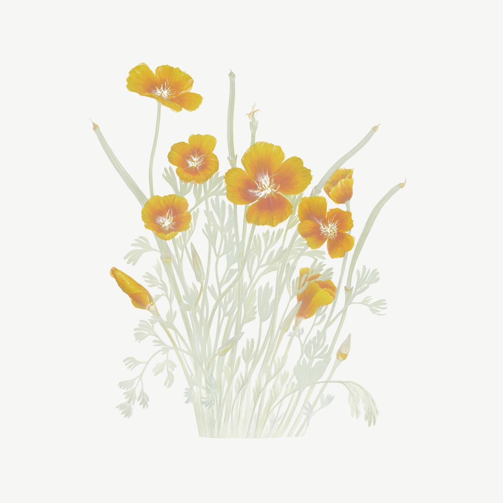 Vintage yellow Mexican poppy flower illustration psd