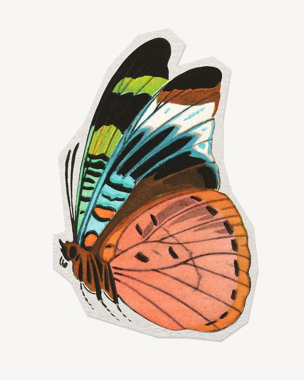 E.A. S&eacute;guy's butterfly, exotic insect on paper cut design. Remixed by rawpixel.