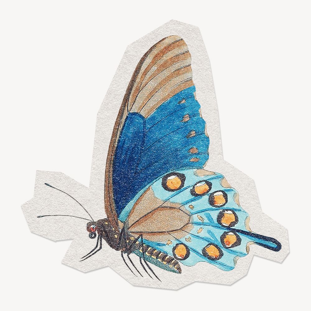 Blue butterfly, insect, paper cut isolated design