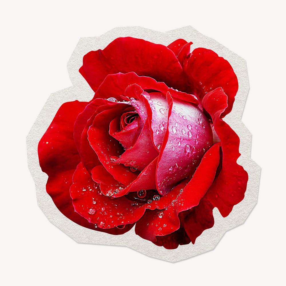 Red rose  flower paper element with white border