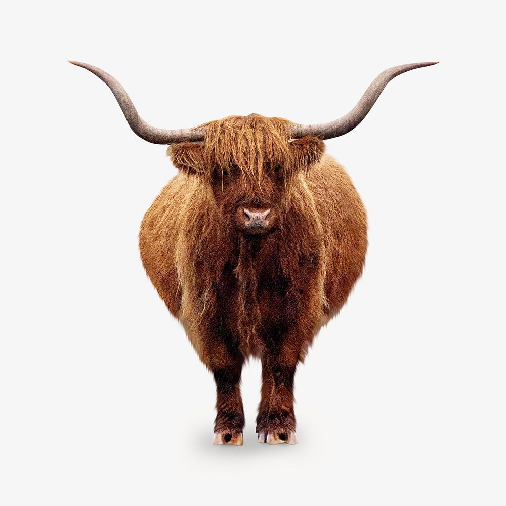 Closeup of hairy Scottish Highland Cattle isolated image