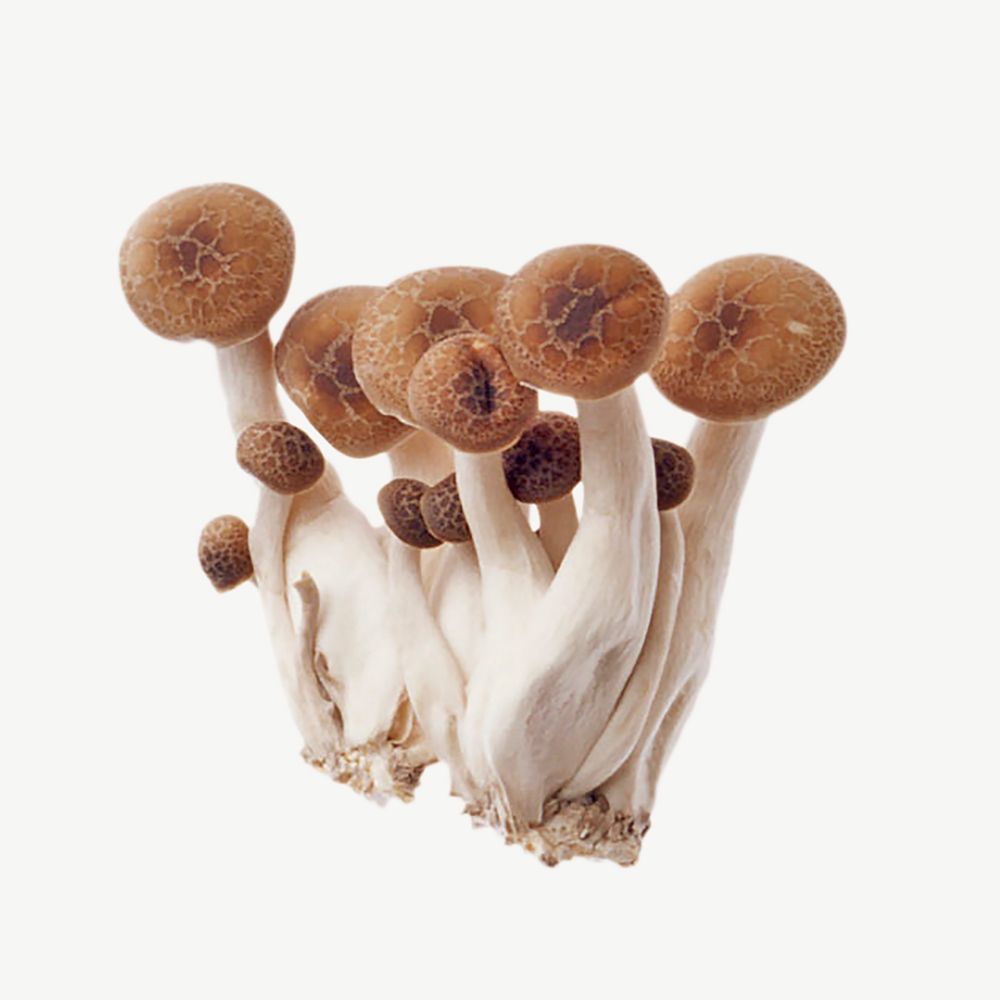 Shimeji mushroom collage element psd