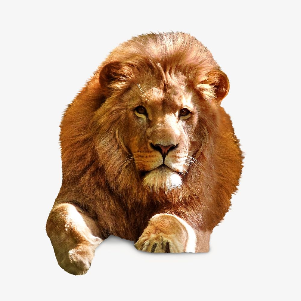 Lion portrait portrait, isolated animal image