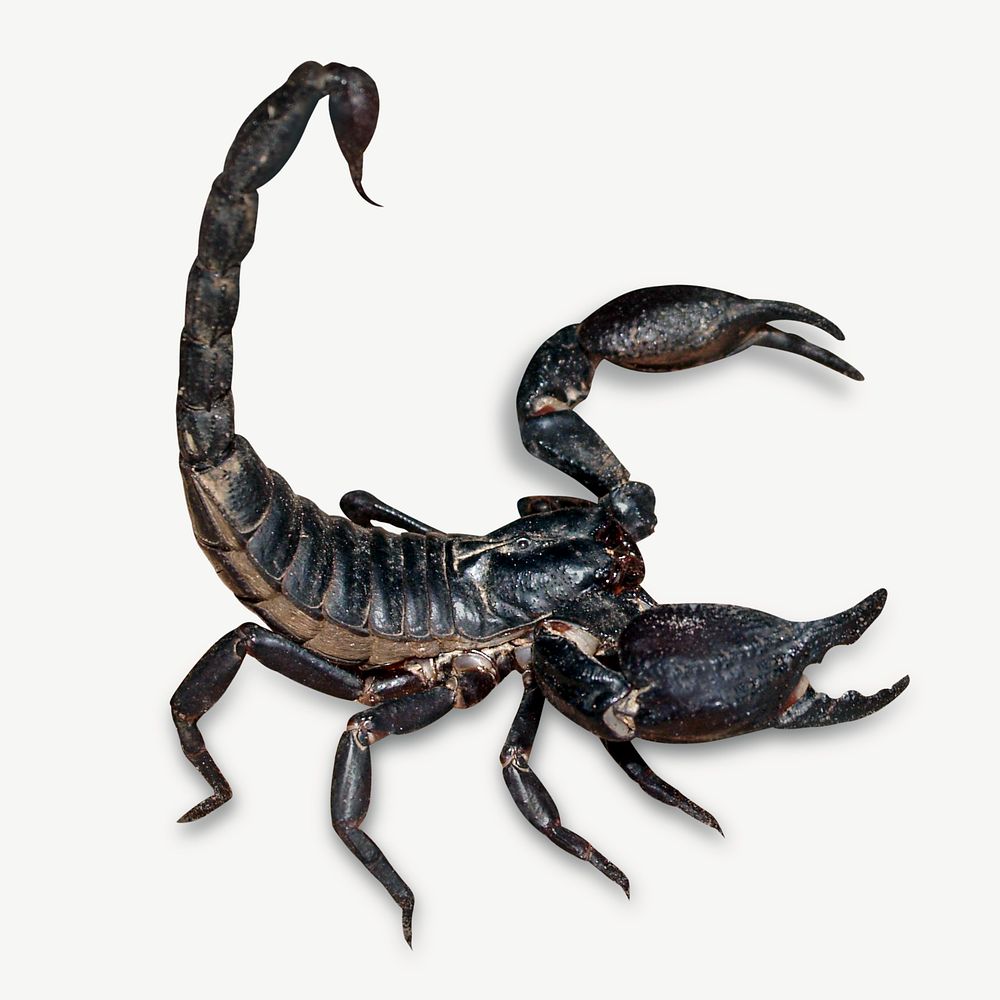 Black scorpion collage element, animal | Free PSD - rawpixel