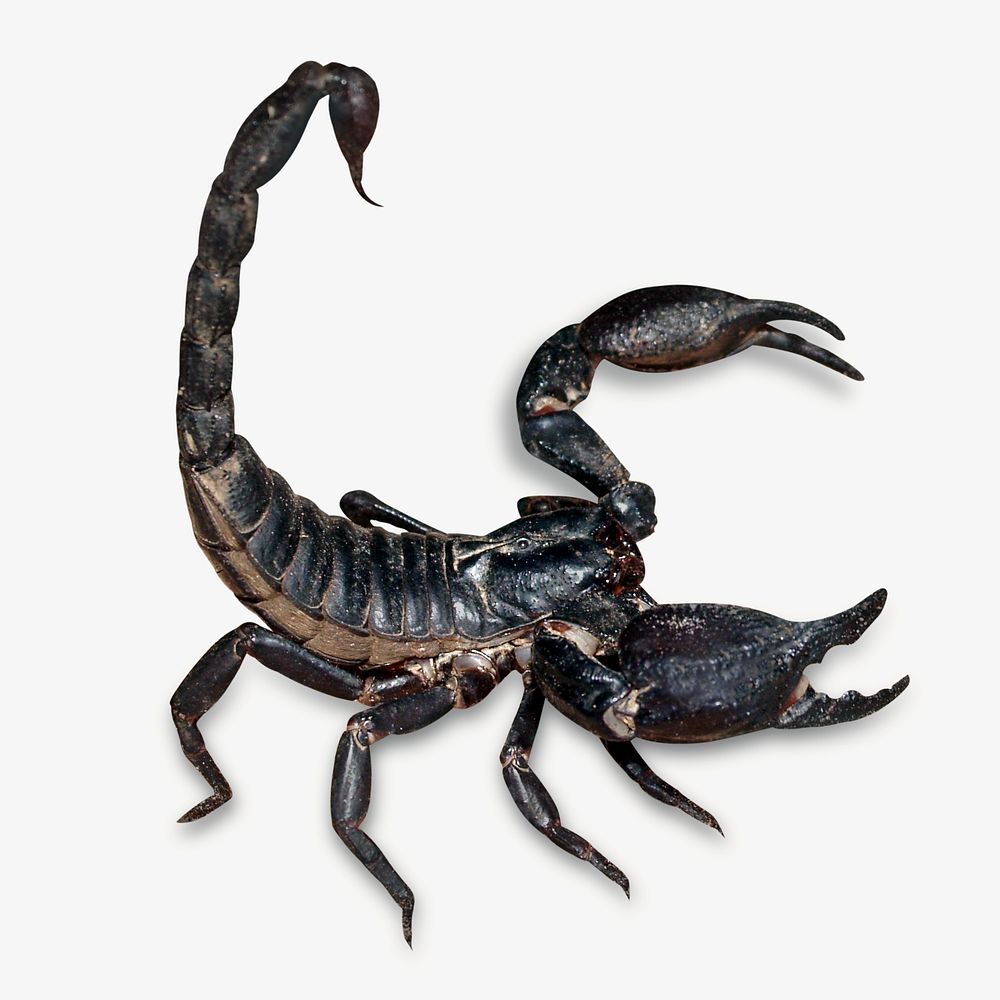 Black scorpion collage element, animal | Free Photo - rawpixel