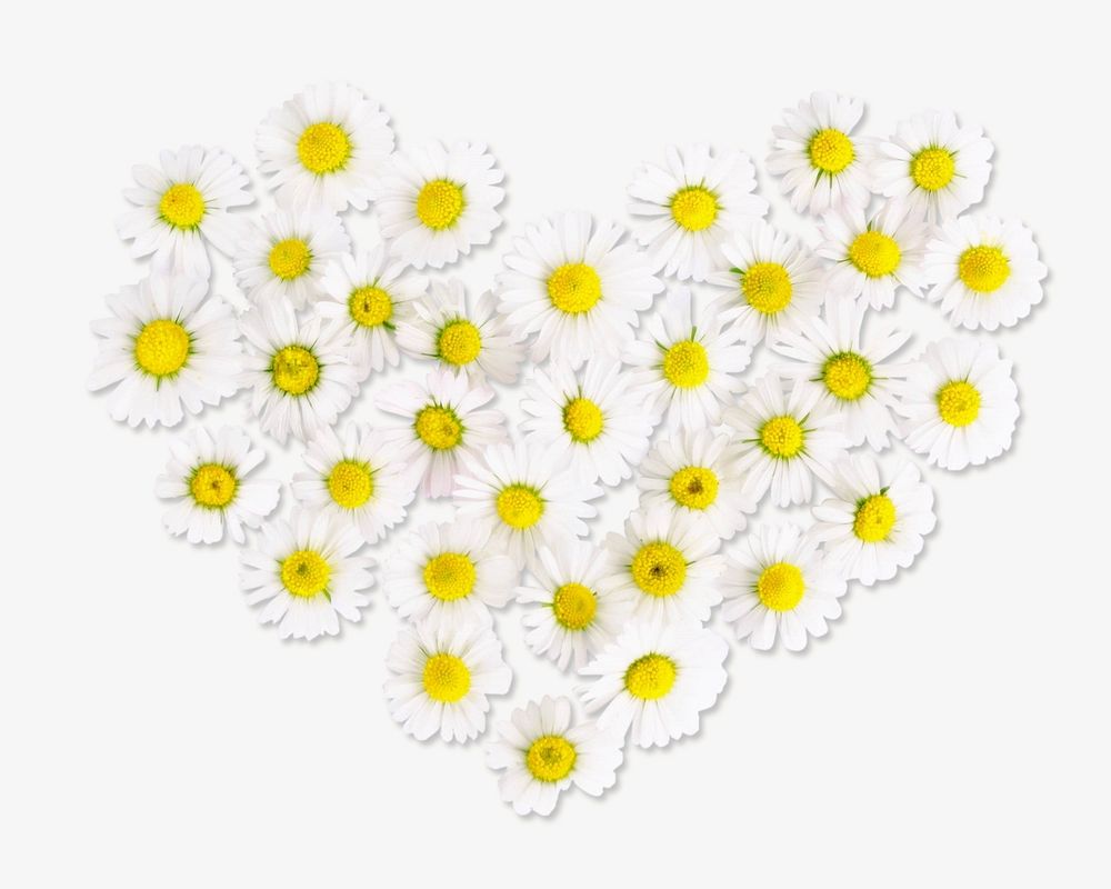 Daisies heart flower isolated design