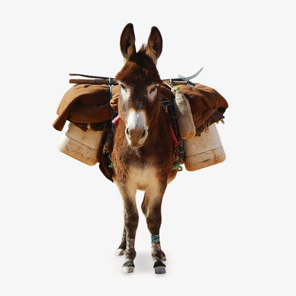 Donkey, isolated farm animal image