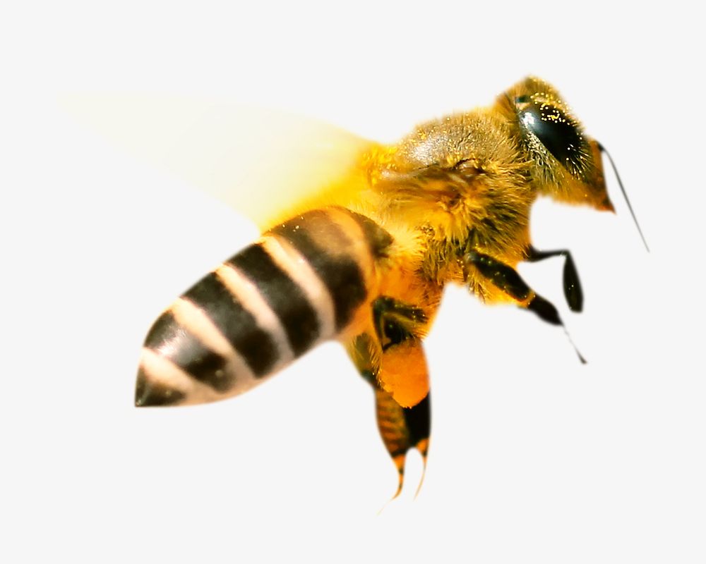 Bee flying, isolated design