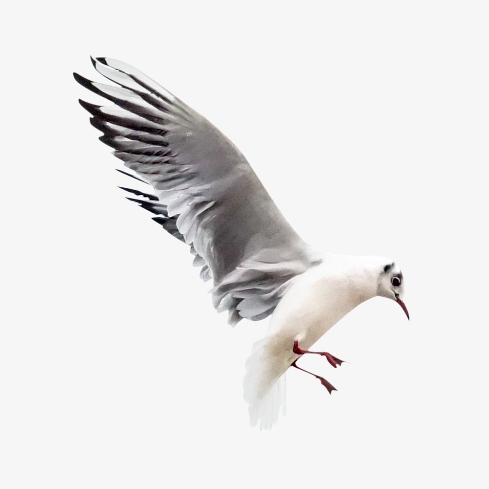 Flying seagull isolated image