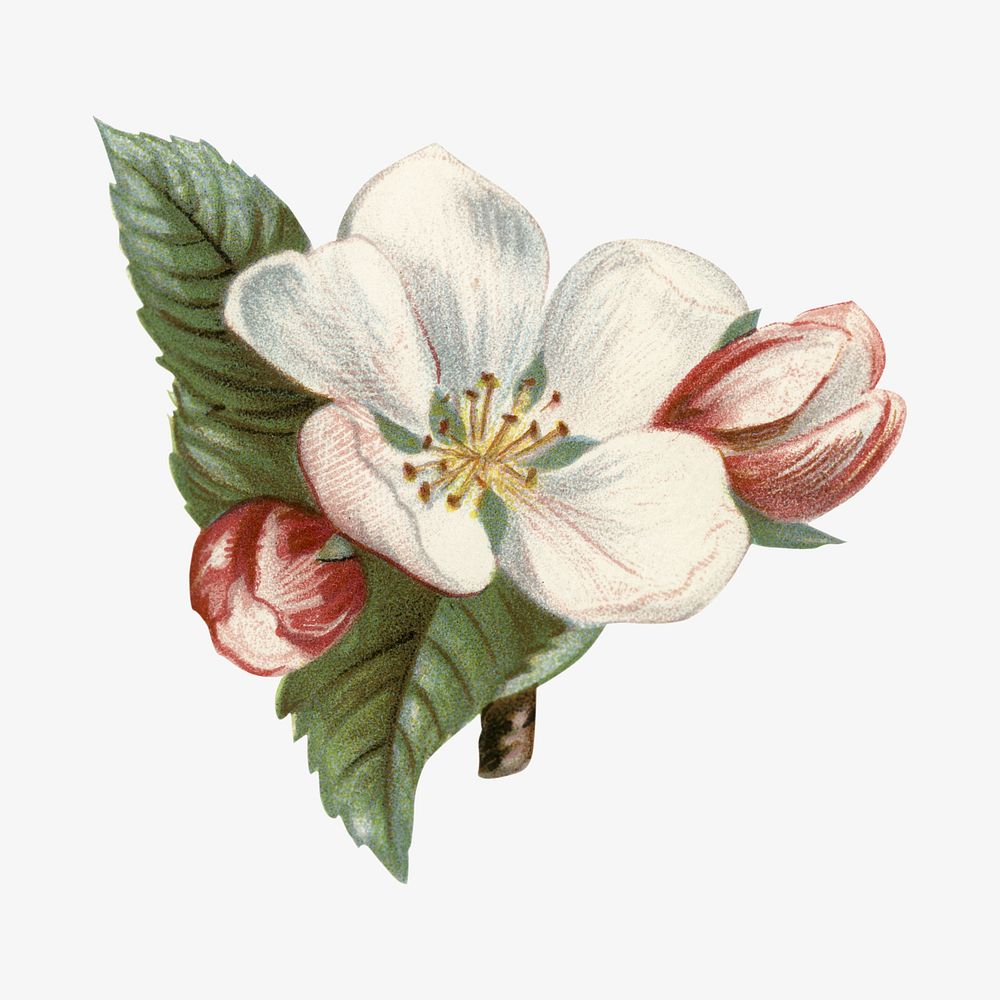 White vintage flower illustration