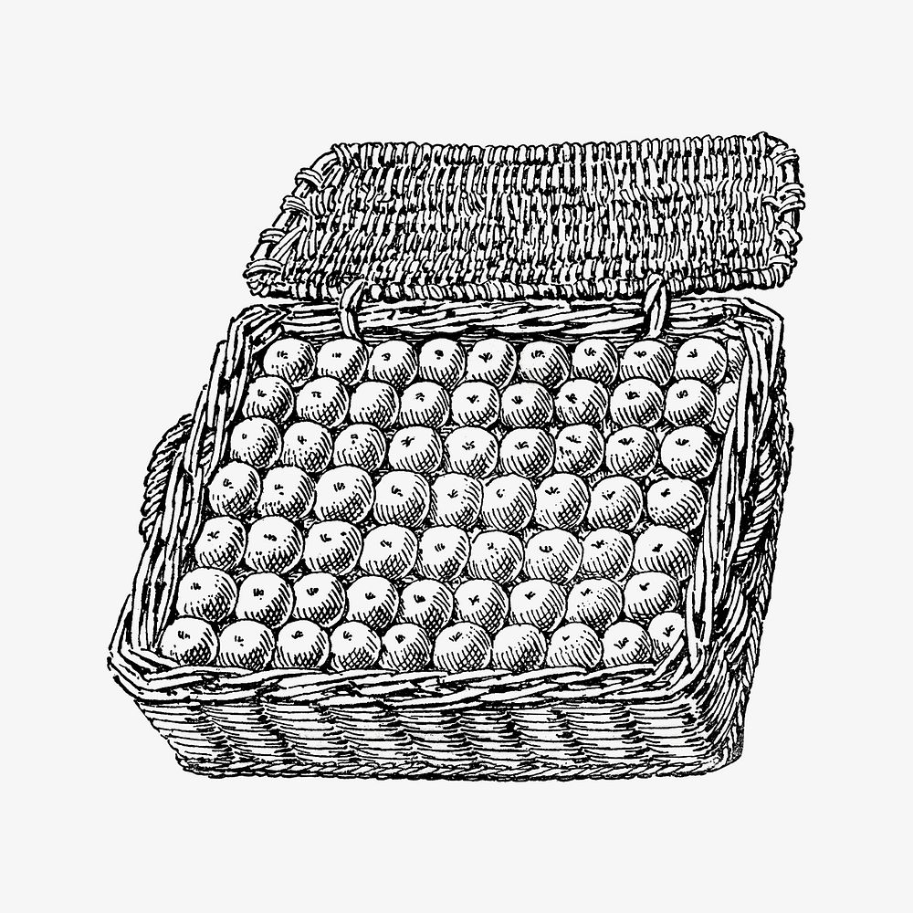 Apple basket vintage illustration