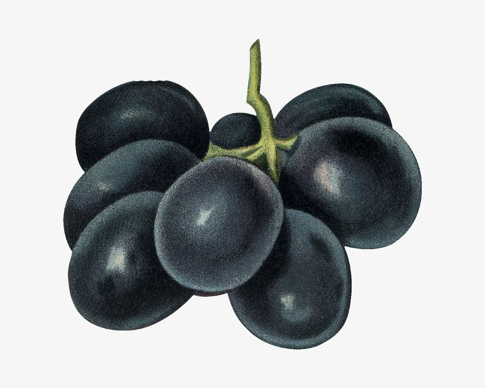 Grape vintage illustration