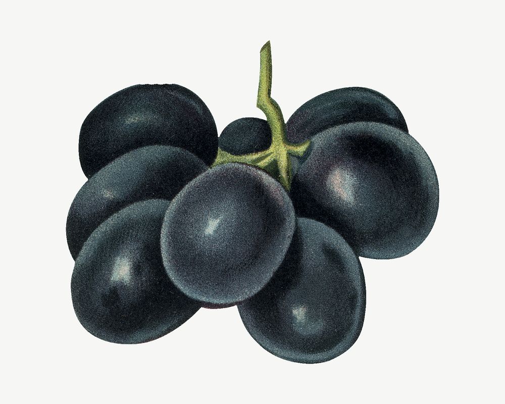 Grape vintage illustration psd