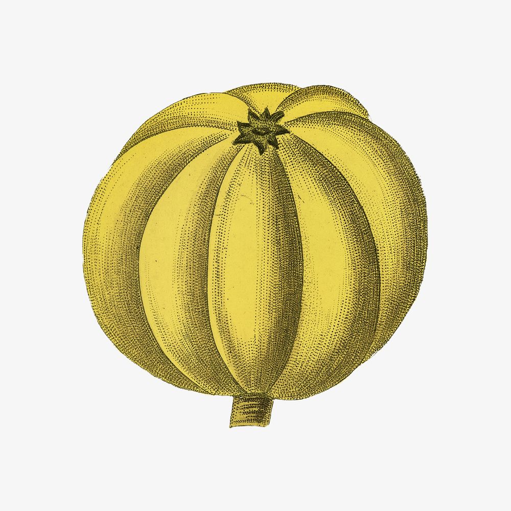 Yellow fruit vintage illustration