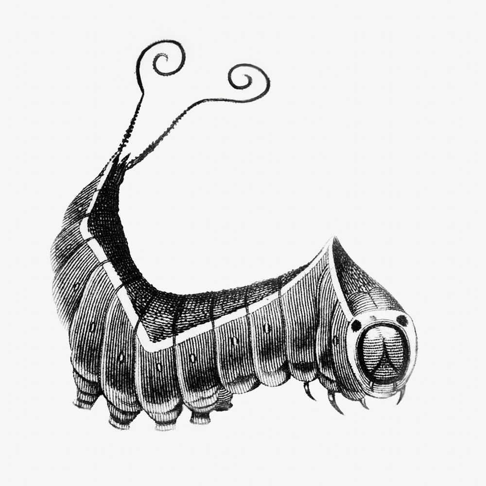 Butterfly worm vintage illustration