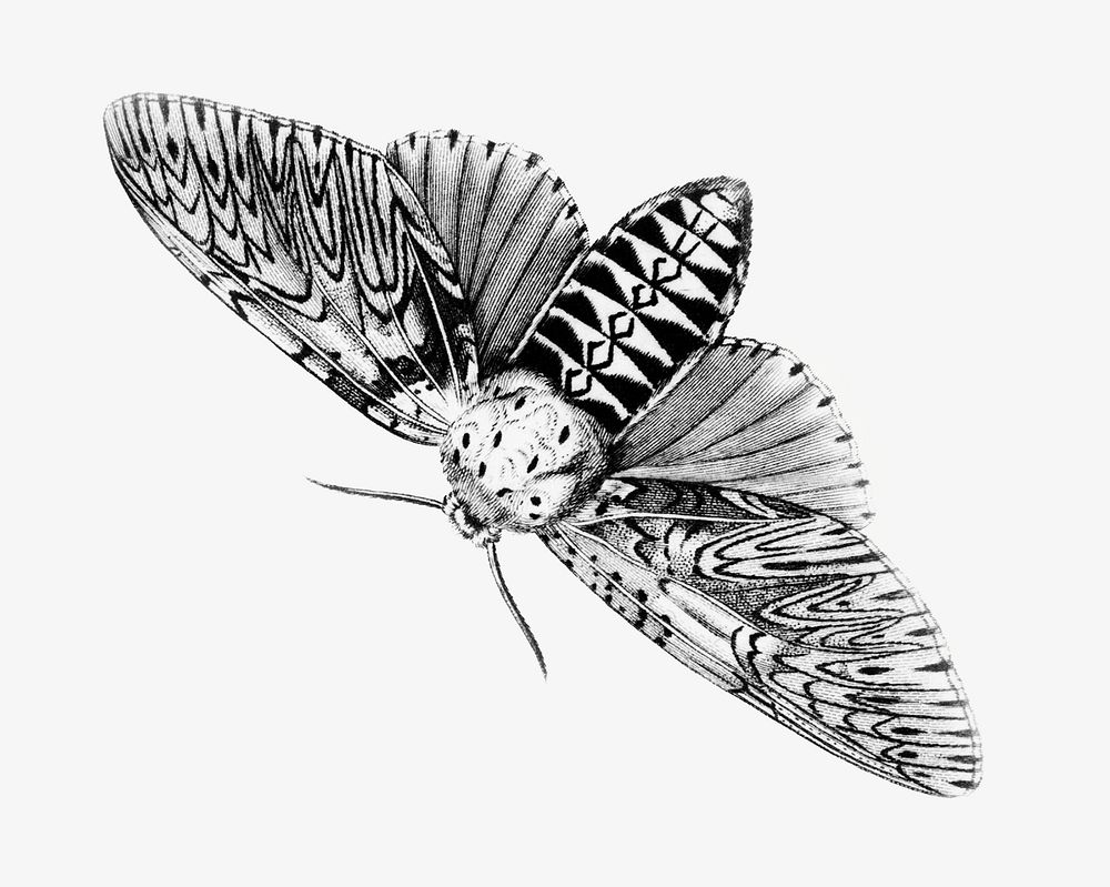 Butterfly vintage illustration