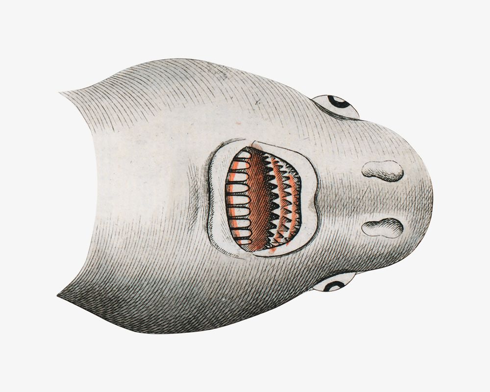 Shark vintage illustration, fish image