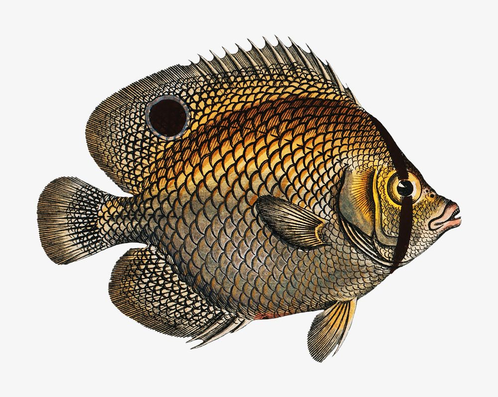 Fish vintage illustration, animal image